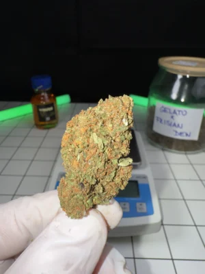 Gelato x Frisian dew