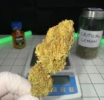CRITICAL LEMON
